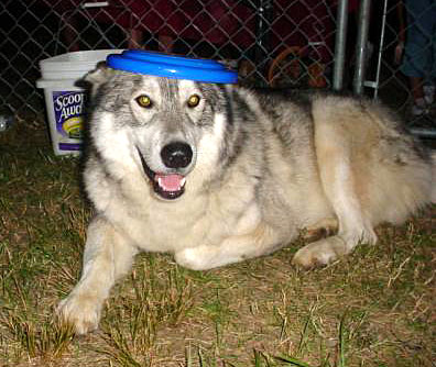 2008 Ocean County Fair Bandit posing with the latest headwear