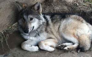 Howling Woods Farm | Providing Education About Wolves And Wolfdogs