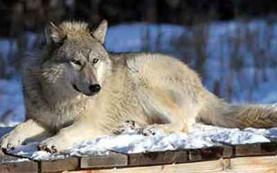  Howling Woods Farm is an Animal Rescue, and Wolfdog education center