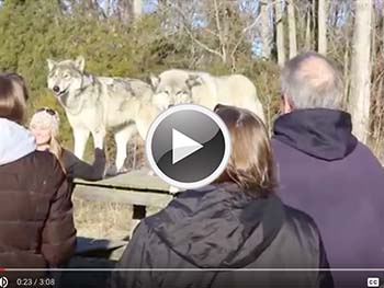 Wolf Dog Animal Rescue and Education Center NJ. Howling Woods Farms