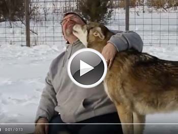 Wolf Dog Animal Rescue and Education Center NJ. Howling Woods Farms