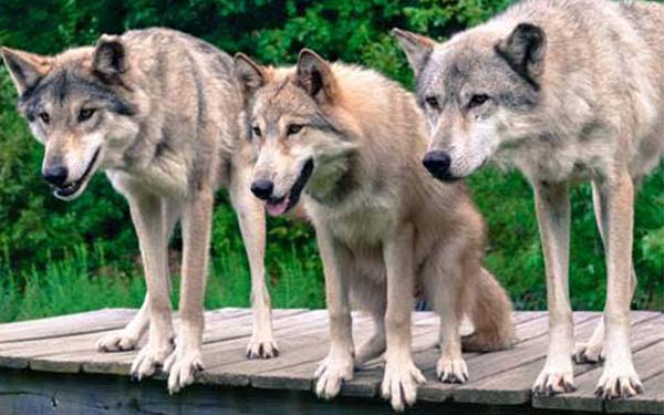 threewolves