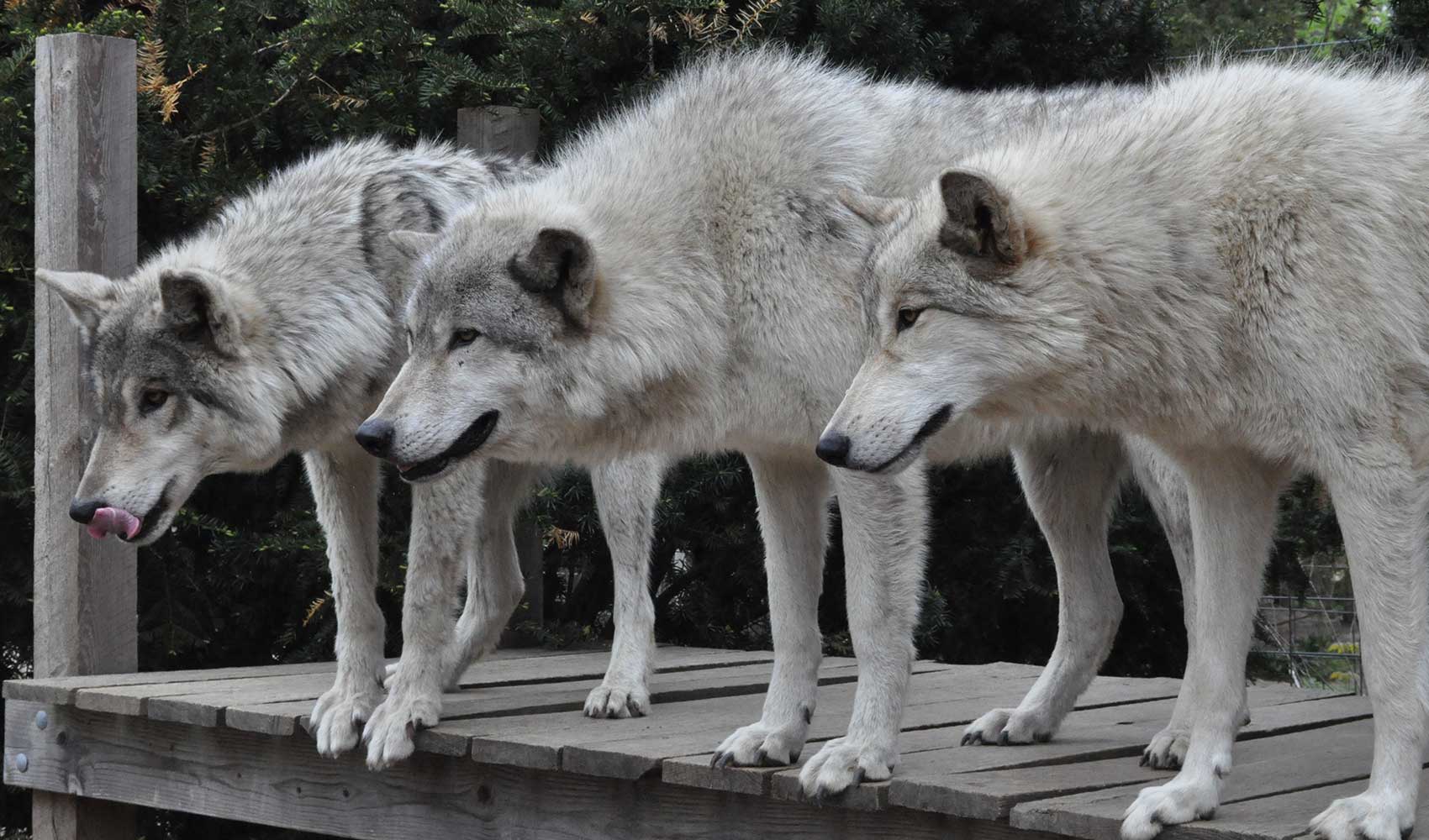 Flotar lucha Ausencia Wolf Sanctuaries in North America