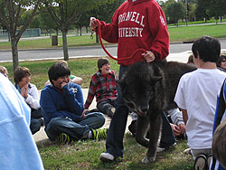 Toms River Intermediate North Presentation Oct 2010 After reading the The Soul of Caliban, a short story about a wolf-dog who was misjudged by his appearance, students learned Samson and Takota often receive the same judgment.
