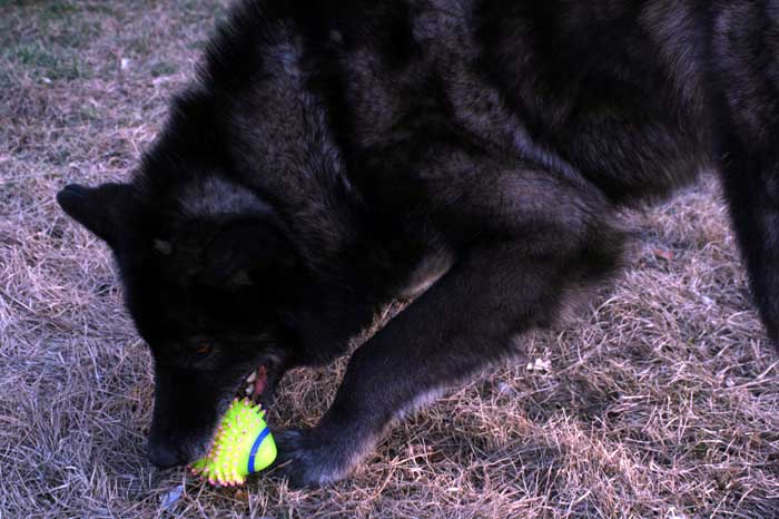Samson loves his squeaky toys Nov 2008
