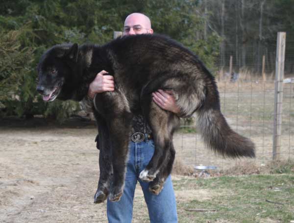 Wolf Lift Volunteer Kevin gives Samson a lift!