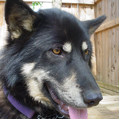 Spirit April 2003 Spirit was one of our very first wolfdog rescues and was adopted to a family in South Jersey