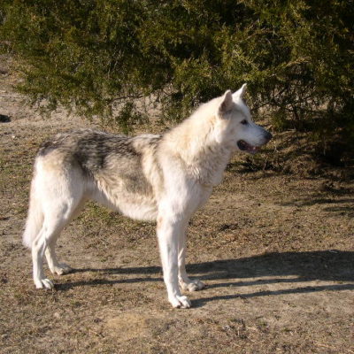 Jr. Jr. is a magnificient wolfdog who came from the Somerset County Animal Shelter in Maryland. He & Shasta are now living with a family in Hackettstown, NJ