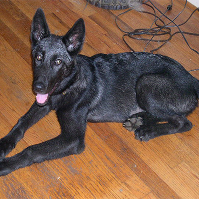 Saffire 3 months
Saffire was rescued from the Gloucester County Animal Shelter. She now is an ambassordor animal with Wolf Visions of Newton, New Jersey, and is a regular visitor to school groups and other educational institutions.