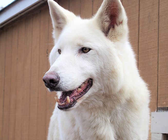 Howling Woods Farm | Providing Education About Wolves And Wolfdogs