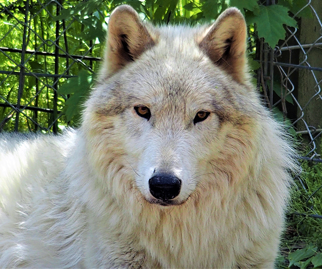 Howling Woods Farm is an Animal Rescue, and Wolfdog education center
