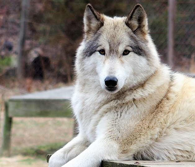 Howling Woods Farm is an Animal Rescue, and Wolfdog education center