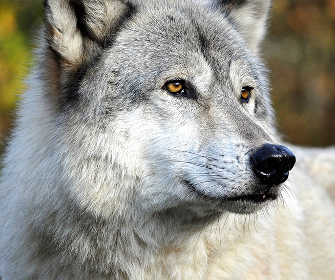  Howling Woods Farm is an Animal Rescue, and Wolfdog education center