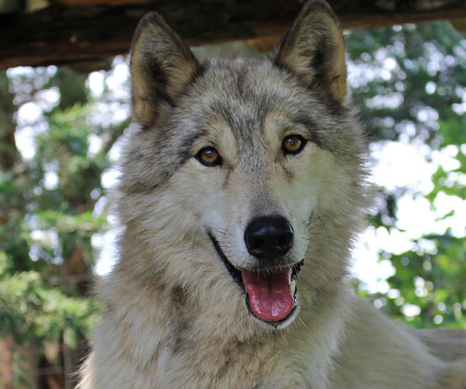 Howling Woods Farm | Providing Education about Wolves and Wolfdogs