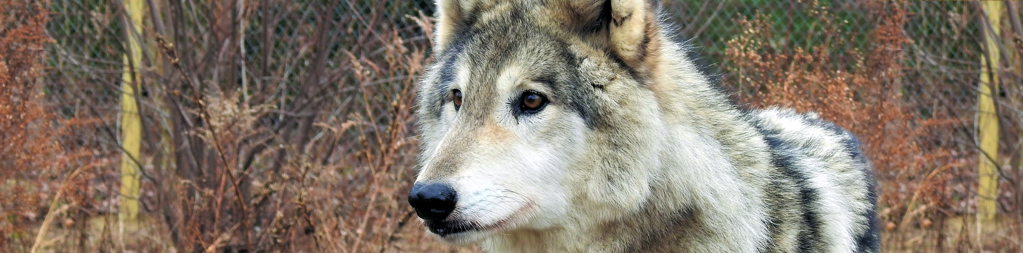 Howling Woods Farm Fundraisers