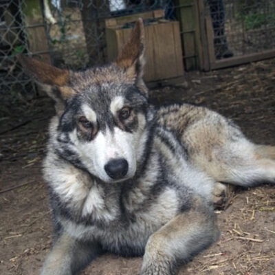 pups-2